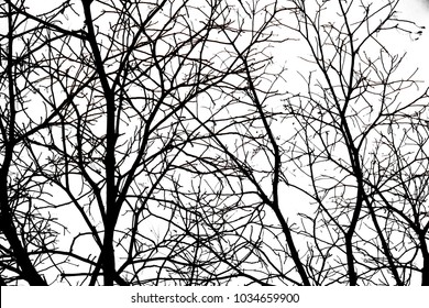 Branches of dry trees isolated on white background