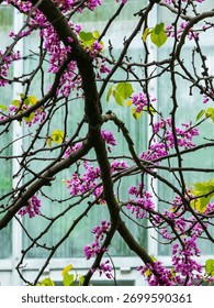 Branches of eastern redbud (binomial name: Cercis canadensis) flowering against a background of streaky windows of a nearby building in a botanical garden. Motifs of spring, contrast, proximity.