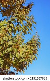 Branches Of Empress Tree ( Paulownia Tomentosa ) Against Blue Sky On Sunny Autumn Day