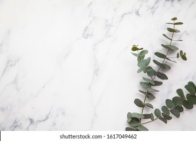 Branches of eucalyptus leaves on a marble background. Lay flat