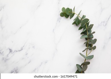 Branches of eucalyptus leaves on a marble background. Lay flat - Shutterstock ID 1617049471