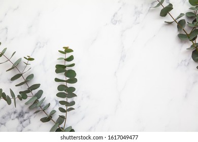 Branches of eucalyptus leaves on a marble background. Lay flat - Shutterstock ID 1617049477