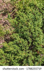 Branches Of Evergreen Prostrate Ground-hugging Shrub Called Juniperus Sibirica Or Juniperus Nana, Photographed At Mt Bjelasica In Montenegro