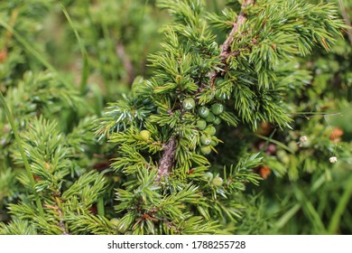 Branches Of Evergreen Prostrate Ground-hugging Shrub Called Juniperus Sibirica Or Juniperus Nana, Photographed At Mt Bjelasica In Montenegro