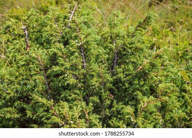 Branches Of Evergreen Prostrate Ground-hugging Shrub Called Juniperus Sibirica Or Juniperus Nana, Photographed At Mt Bjelasica In Montenegro