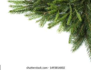 Branches of fir tree on white background