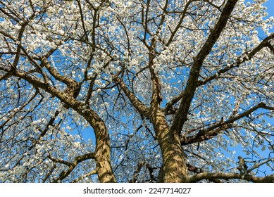 The branches of a flowering cherry tree in spring with white flowers against blue cloudless sky - Shutterstock ID 2247714027