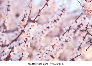 桜 の画像 写真素材 ベクター画像 Shutterstock