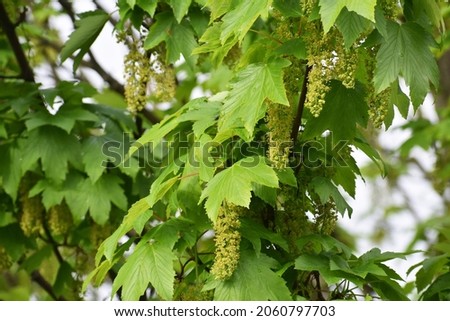 Branches with flowers of Acer Pseudoplatanus tree, known as the Sycamore or the Sycamore Maple.