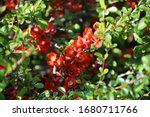 
Branches with flowers of Chaenomeles Japonica, known as Japanese quince or Maule