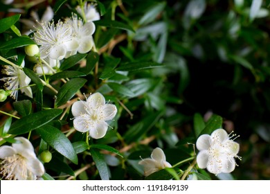 Myrtle Flower Hd Stock Images Shutterstock