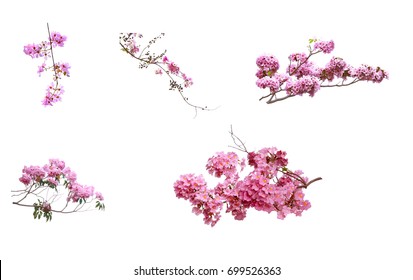 Branches and flowers pink On a white background.