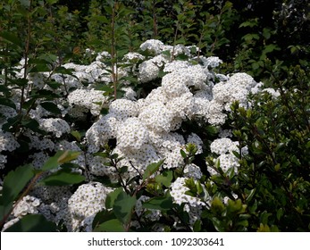 Spiraea Prunifolia High Res Stock Images Shutterstock