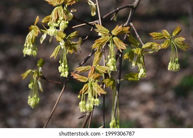 Branches With Flowers Of Sugar Maple Tree.