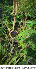 Branches And Foliage Concealing Bower Bird Nest - Blue Hills Wetlands, Glenmore Park, NSW, Australia