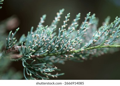 Branches and foliage of an eastern redcedar tree, Juniperus virginiana