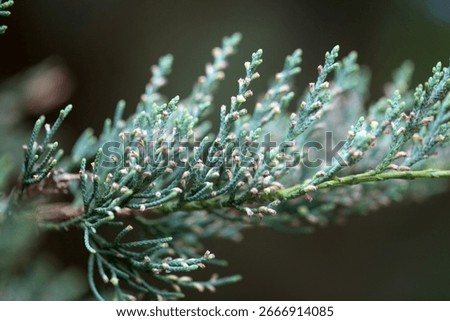 Branches and foliage of an eastern redcedar tree, Juniperus virginiana