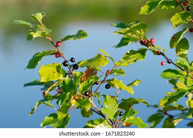 Branches of Frangula alnus with black and red berries  on the background of the lake. Alder buckthorn, glossy buckthorn, breaking buckthorn or Rhamnus frangula - Powered by Shutterstock