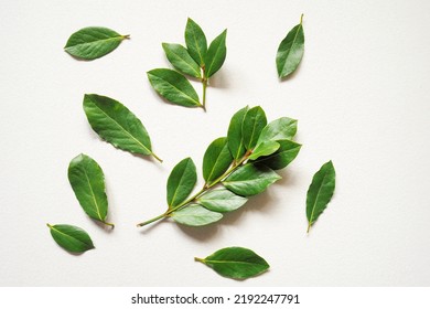 A Branches Of Fresh Green Laurel Bay Leaves On A White Background. Top View.