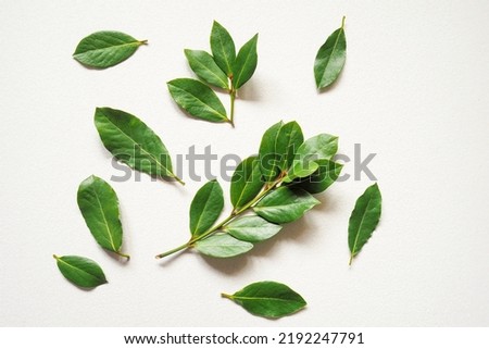A branches of fresh green laurel bay leaves on a white background. Top view.