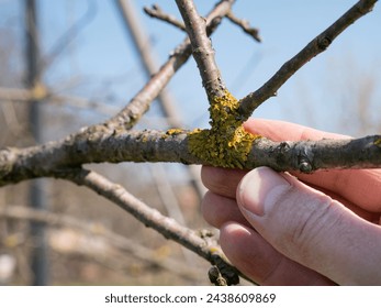The branches of the fruit tree are cleaned of lichens. Gardening. Spring garden care.