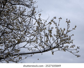 Branches of a goat willow tree with catkins covered with snow in the Westerwald, Germany. - Powered by Shutterstock