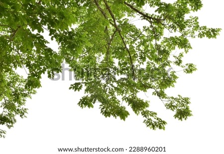 Branches with green leaves for decoration, foreground nature concept isolated on white background.