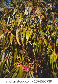 Branches With Green Leaves Of Eucalyptus Nitens.