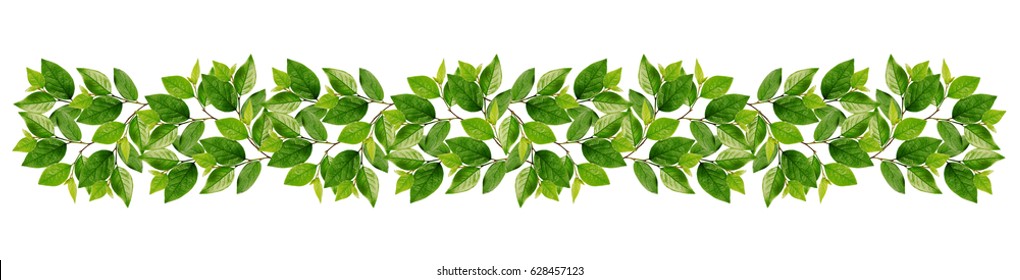 Branches with green leaves in garland isolated on white background - Powered by Shutterstock