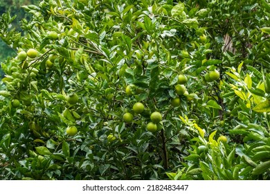 Branches of green lime tree with ripe fruits growing in orchard on summer day - Powered by Shutterstock