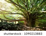 Branches and hanging roots of giant banyan tree growing on famous Pipiwai trail on Maui, Hawaii, USA