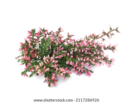 Branches of heather with beautiful flowers on white background