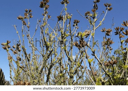 branches of hibiscus trees with sprouting green leaves and seedpods