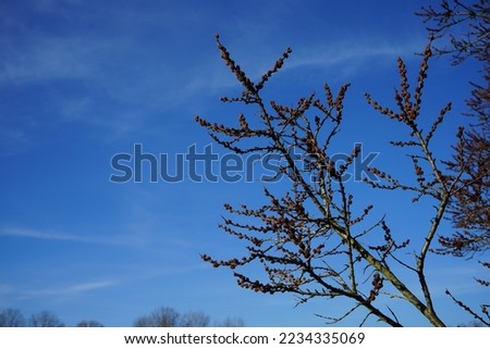 Branches of Hippophae rhamnoides with buds in March at Habermannsee Lake. Hippophae rhamnoides, sea-buckthorn, is a species of flowering plant in the family Elaeagnaceae. Berlin, Germany