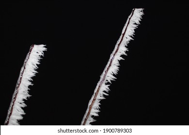 Branches With Hoar Frost In Winter