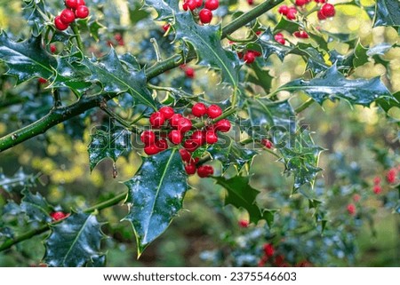 branches of a holly bush, Ilex aquifolium, with red berries and leaves with spines