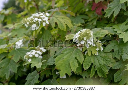 Branches of hydrangea quercifolia, also known as oakleaf or oak-leaved hydrangea, featuring white flower panicles and fresh green leaves in a natural garden setting.