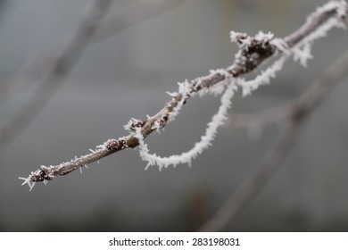 branches in ice