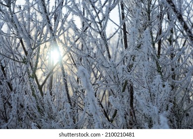 branches with ice crystals in the sunshine