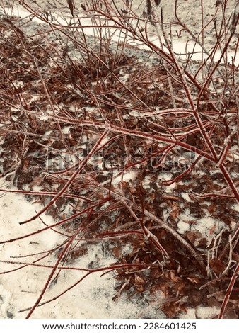 The branches with icicles waitng for spring. After several days, you can encounter sweet sunshine.