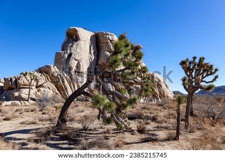 Branches Joshua Tree Yucca Brevifolia Mojave Desert Joshua Tree National Park California