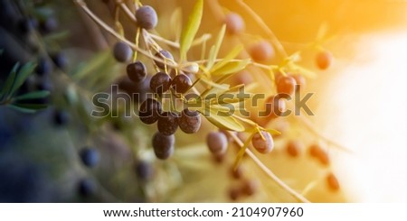Branches with juicy ripe black olives in the sun at sunset, olive tree plantation during harvest, close-up view from copy space.