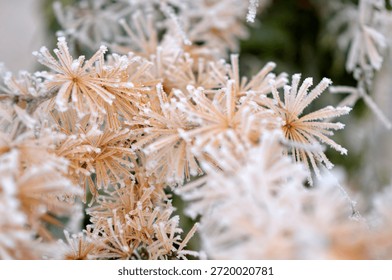 branches of larch tree with small pine cones covered with rime ice