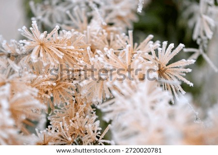 branches of larch tree with small pine cones covered with rime ice