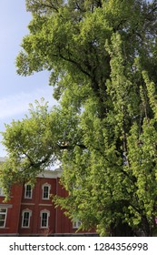 Branches Of A Large Old Tree In Front Of The Historic Utah Cache County Visitors Center 