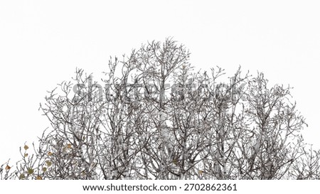 Branches of a large tree that has shed all its leaves on a white background.