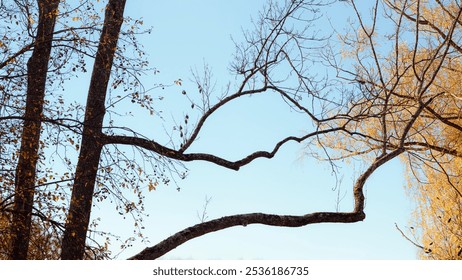 Branches of a leafless tree in autumn stand against a clear blue sky, showcasing the stark beauty of the season. - Powered by Shutterstock