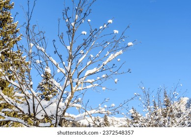Branches of a leafless tree covered with fresh snow against blue winter sky. Natural background.