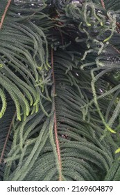 Branches And Leaves Of Araucaria Heterophylla Norfolk Island Pine At Close View 