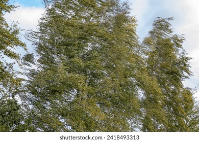 The branches and leaves of the birch tree are blown by a strong wind.